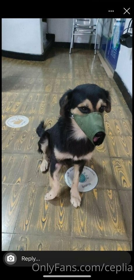 ceplia star érotique img