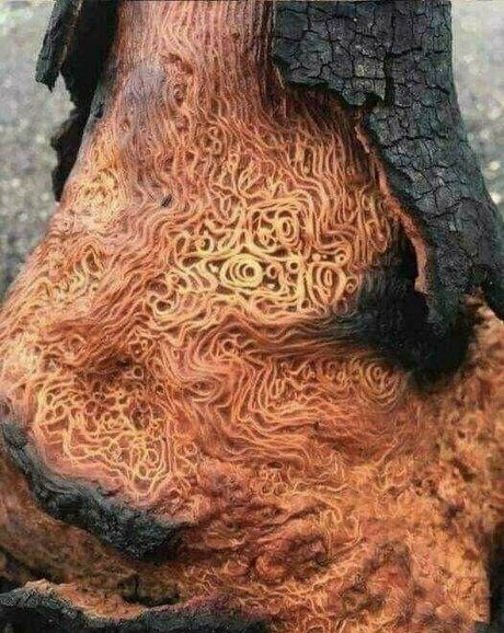 hotmesstv actrice libre galeries