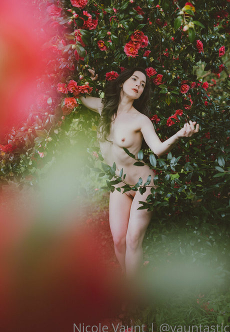 vauntastic modèle collection