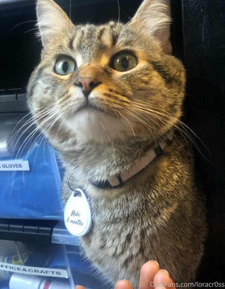 loracr0ss étoile de l'art photo