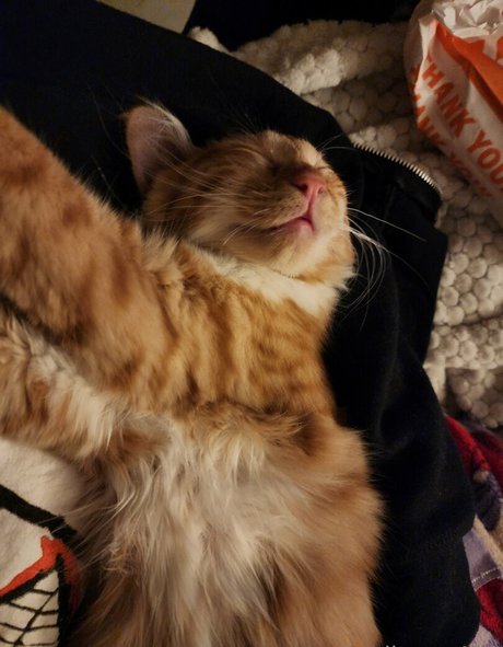 keriberry 420 haut étoile photo