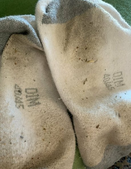 dirtysockscousins étoile images