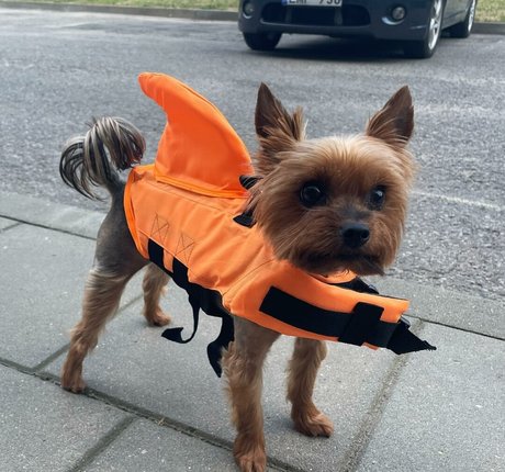 Agne Agnieska étoile galeries