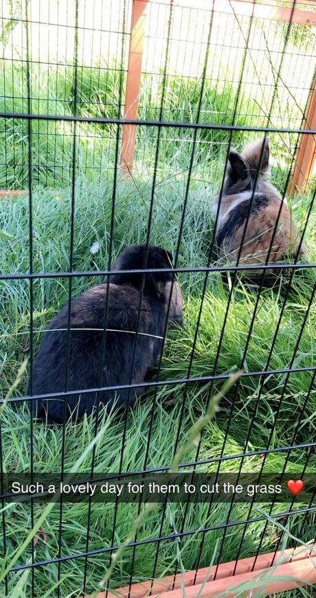 lothianjamie haut de star du porno image