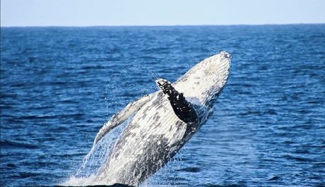 Antonia Waerea Adams art modèle galeries