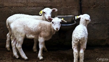 xxxcaligulaxxx ポルノスター ヌード 画像