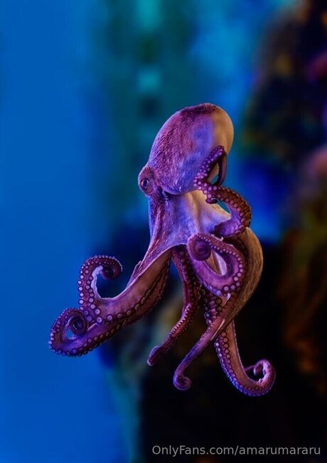 Amarumararu ポルノスター 高品質 写真