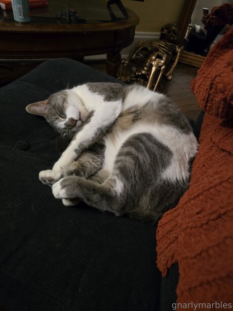 Gnarlymarbles かわいいスター 画像