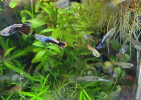 sonjahaze 素敵なポルノスター 写真