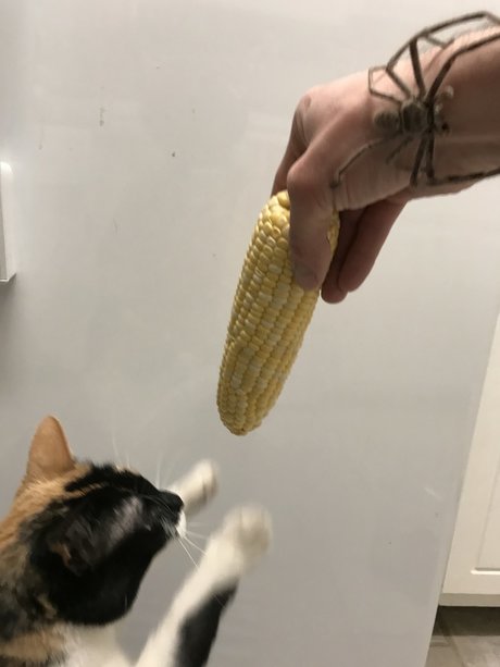 NOKITTYMYCREAMEDCORN 完璧なポルノスター 画像