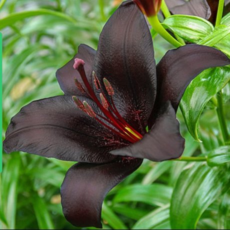 The Black Lily xxxポルノスター ギャラリー