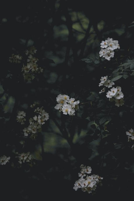 moth セックスモデル 写真