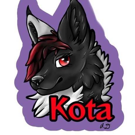 Kota かわいいスター 写真
