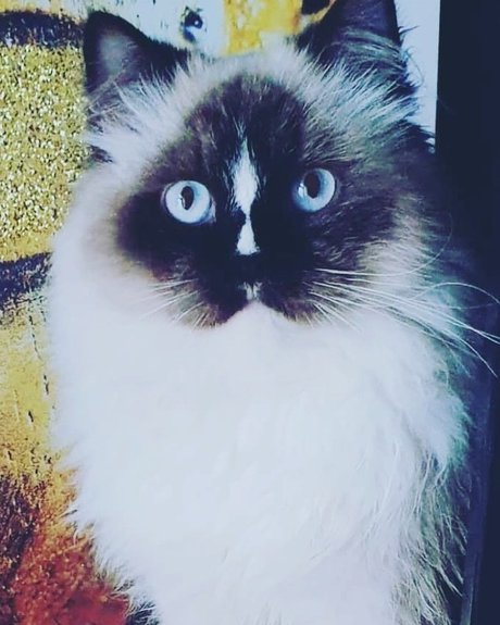 Pablo the Ragdoll 最高のモデル 画像