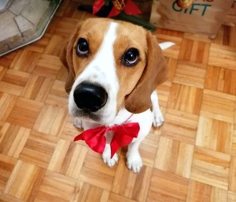 Pipas The Beagle HDモデル ギャラリー
