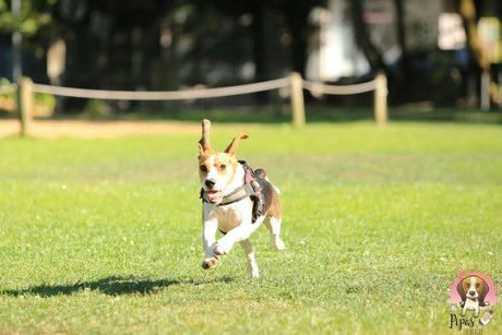 Pipas The Beagle 高品質のスター 画像