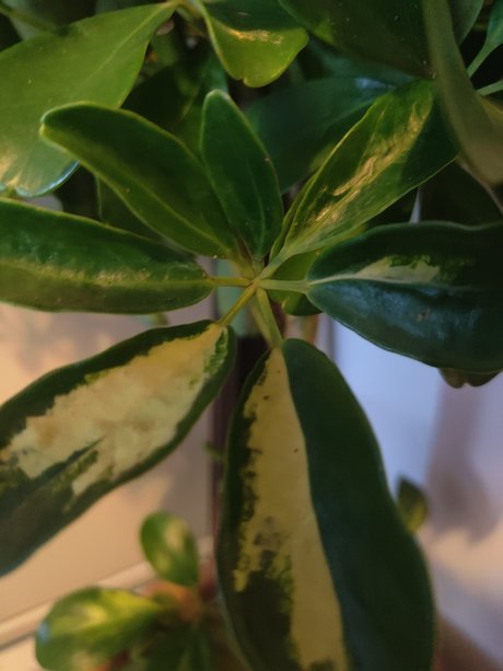 s1utty Shrubbery スター ヌード 画像