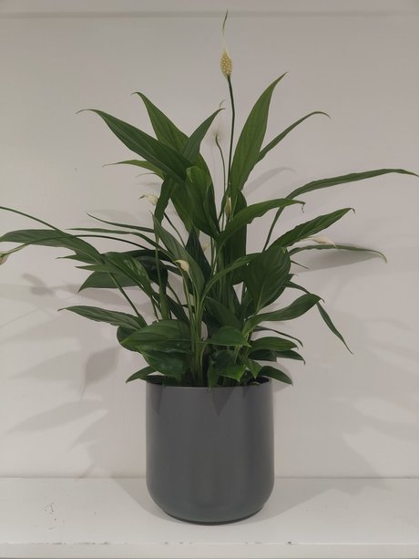 s1utty Shrubbery スター 裸 写真