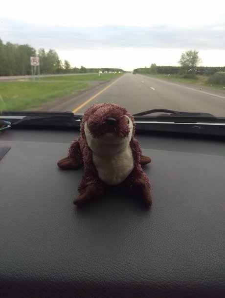 Otter On a Roadtrip トップ女優 写真