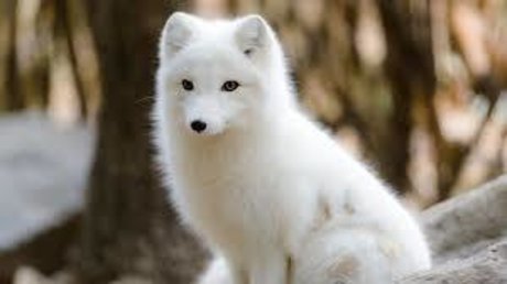 Snowfox2020 ポルノスター トップ 画像
