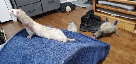 Ferret Fuzz Butts 美しいスター 写真