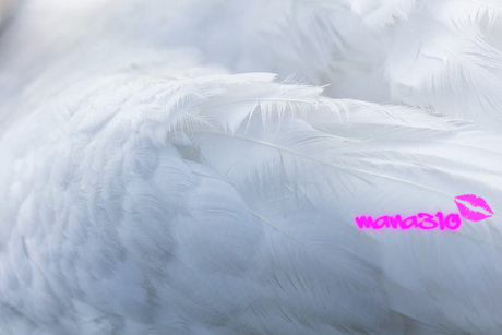 mana310 アダルトスター 写真