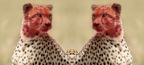 Tatted Cheetah 美しいモデル 画像