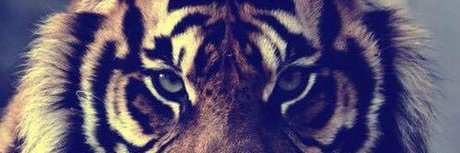 Tiger Papi アダルトモデル 写真