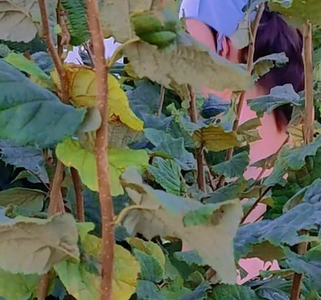 CatalinaOutdoors ポルノスター エロティック 写真