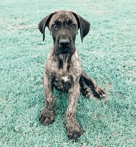 Cobyymj ヌードスター 写真