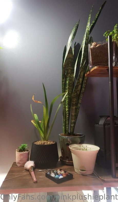 pinkplushieplants セクシーなポルノスター 写真