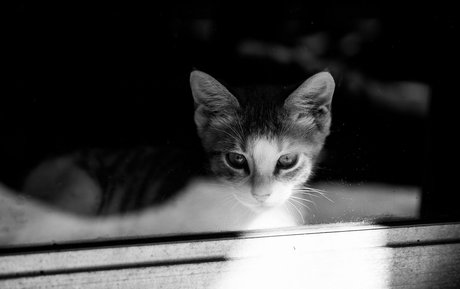 fosterkittendad 美しいポルノスター 画像