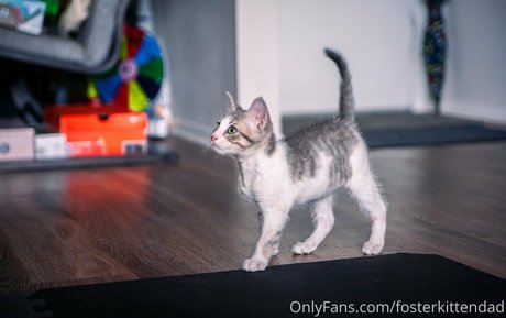 fosterkittendad アートモデル アーカイブ