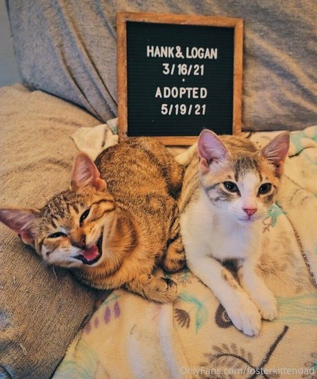 fosterkittendad ポルノスター 独占 画像