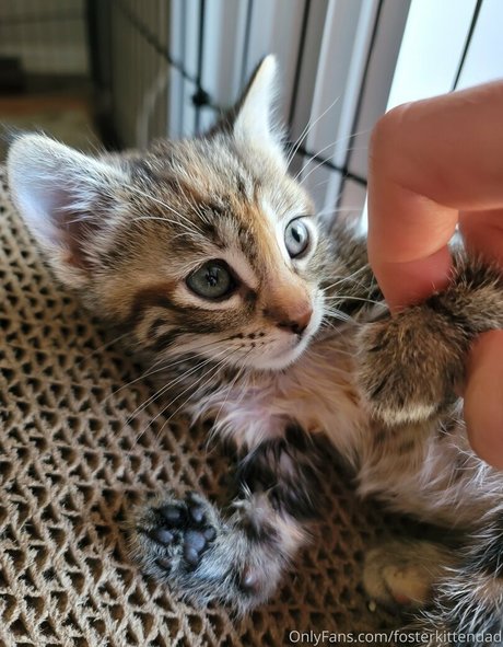 fosterkittendad 高品質スター 画像