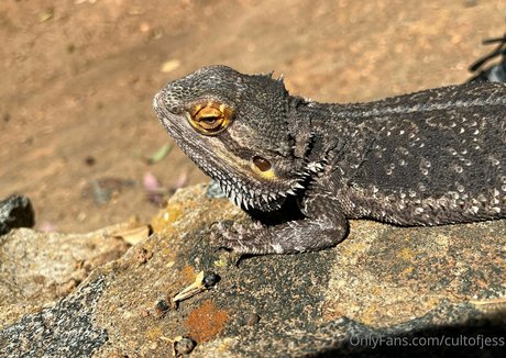 cultofjess 無料のスター 写真