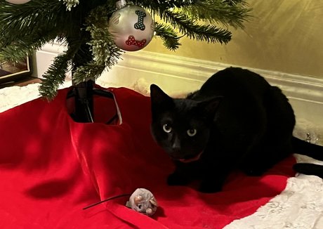 theultimatedeciever 素敵な女優 アーカイブ