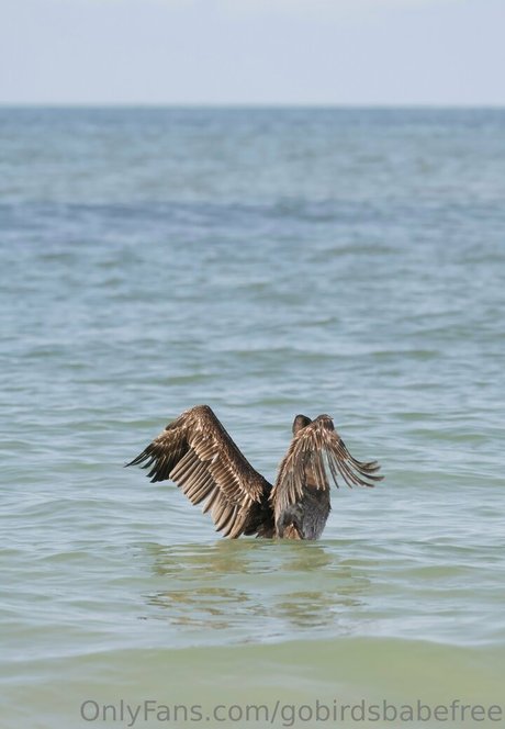 gobirdsbabefree ポルノスター 画像