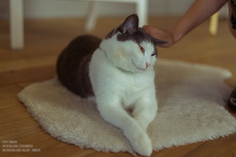 bbw gothique uniquementfans exclusif xxx collection