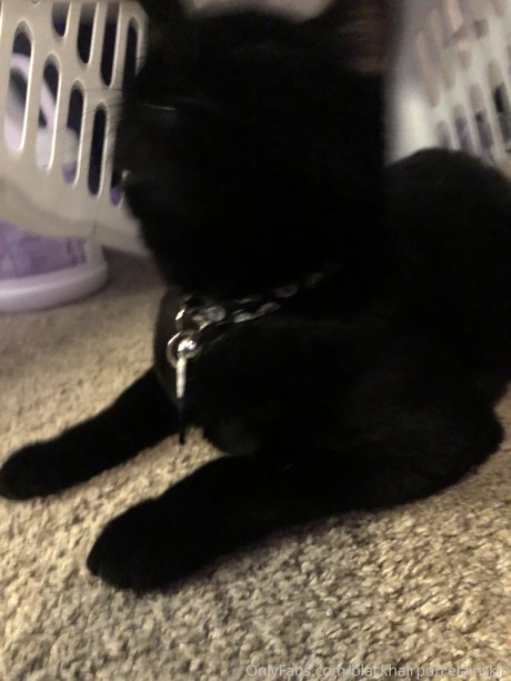 Dallee star pornographique galeries