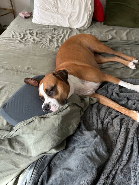 trans xxx uniquementfans haute qualité photo