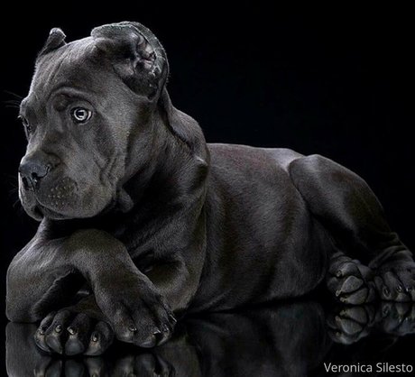 veronicasilesto étoile exclusive galerie