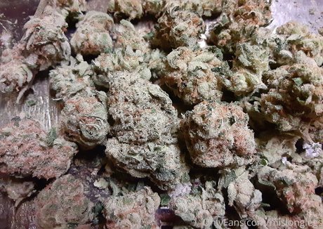 mislonglegs star du sexe image