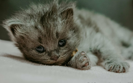 fans en fauteuil roulant uniquement top jolie photo