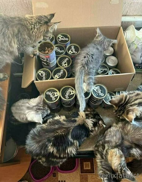 Fenix Fatalist actrice exclusive collection