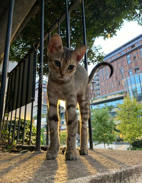 umermaidskiss haut étoile collection