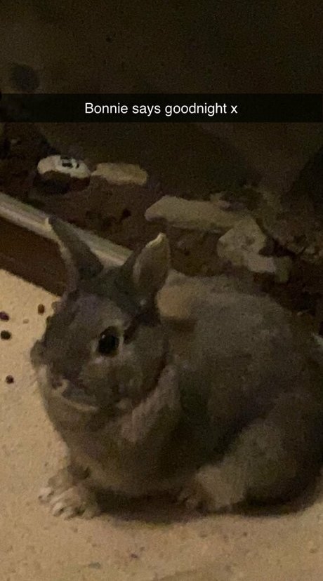 sweet little hunni étoile chaude des photos