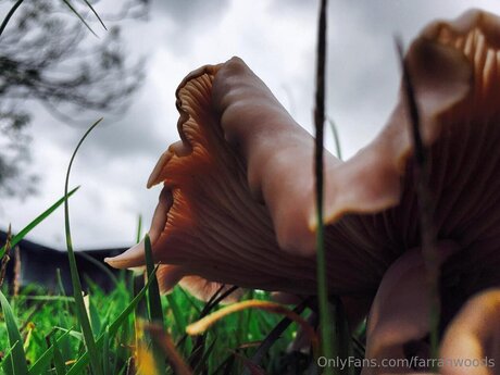 Farrahfahrenhite art étoile collection