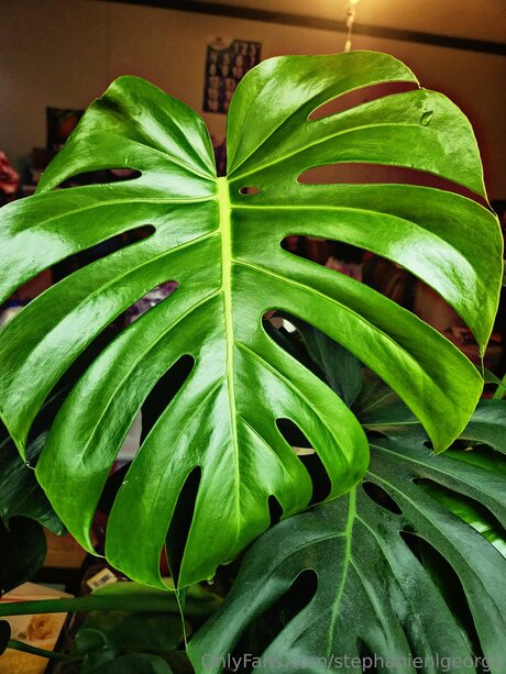 baisers lesbiens onlyfans érotique photos