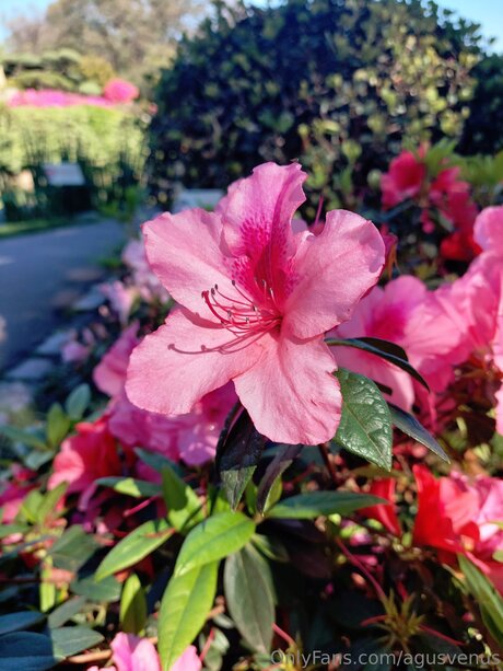 Agusvenus star du porno gratuite galeries